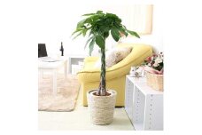 【観葉植物】パキラ 7号 ホワイトバスケット鉢カバー 高さ：約80cm～1m内外(鉢底より) ｜観葉植物 インテリア 部屋 おしゃれ 福岡県筑前町 送料無料