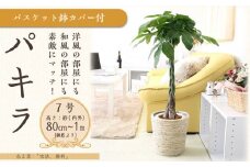 【観葉植物】パキラ 7号 ホワイトバスケット鉢カバー 高さ：約80cm～1m内外(鉢底より) ｜観葉植物 インテリア 部屋 おしゃれ 福岡県筑前町 送料無料