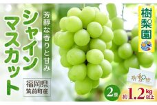 【2025年産 8月中旬以降発送】シャインマスカット 約1.2kg以上（2房)【数量限定 シャインマスカット ぶどう ブドウ 葡萄 フルーツ 果物 くだもの さっぱり上品 人気 2房 先行予約 ギフト 贈答用 プレゼント 贈り物】