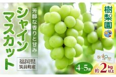 【2025年先行予約 8月中旬以降発送】シャインマスカット 約2kg (4～5房) 【数量限定 シャインマスカット ぶどう ブドウ 葡萄 フルーツ シャインマスカット ぶどう 葡萄 マスカット シャインマスカット ぶどう 葡萄 マスカット シャインマスカット ぶどう 葡萄 マスカット シャインマスカット ぶどう 葡萄 マスカット】
