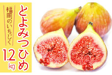 2J7 【福岡県産】とよみつひめ（イチジク）　１.２ｋｇ（３００ｇ×４Ｐ）