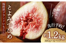 福岡県 ブランド いちじく 「 とよみつひめ 」約1.2ｋｇ(約300ｇ× 4パック ) 無花果 イチジク 3S2　