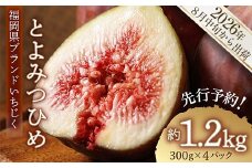 福岡県 ブランド いちじく 「 とよみつひめ 」約1.2ｋｇ(約300ｇ× 4パック ) 無花果 イチジク フルーツ 果物 国産いちじく 小分け 3S2　