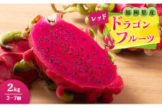 福岡県産 ドラゴンフルーツ レッド 2kg (3～7個) 果物 フルーツ ※配送不可:離島