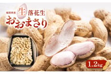 落花生 福岡県産 生落花生 おおまさり 1.2kg  ※配送不可:離島