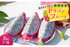 福岡県産 ドラゴンフルーツ ホワイト 2kg (3～7個) 果物 フルーツ ※配送不可:離島