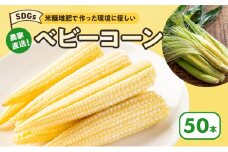 【来年度受付予約：2026年5月より発送】ベビーコーン 農家直送！SDGs米糠堆肥で作った環境に優しい ベビーコーン 50本 /酒見農産/ べびーこーん ※配送不可：離島