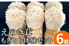 えのき茸もぎとり体験セット　BF03