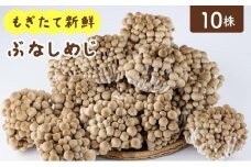 もぎたて新鮮！ぶなしめじ10株セット AT22