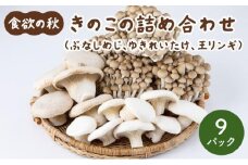 食欲の秋！きのこの詰め合わせ(ぶなしめじ・ゆきれいたけ・王リンギ各3パック)AT16