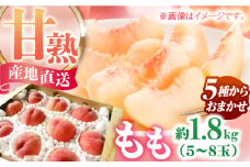 【令和7年6月より発送】【食べごろ品種をお届け】 桃 （ちよひめ/日川白鳳/加納岩白桃/千曲白鳳/あかつき）の中から 約1.5～1.8kg （5玉～8玉） もも ピーチ くだもの フルーツ 甘熟 広川町 / 亀井通産（株） [AFAR024]