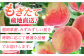 もも モモ 桃 旬 果物 フルーツ