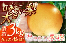 【12月上旬発送開始】愛宕 梨 約3kg (3玉～5玉) フルーツ 果物 なし ナシ くだもの 旬 甘い 果汁 果実 広川町 / 亀井通産（株） [AFAR025]