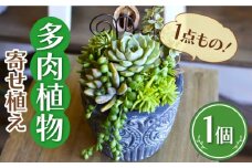 natur オリジナル 多肉 植物 寄植え 鉢 福岡 観葉植物 多肉植物 植物 はち インテリア 鉢植え 園芸用品 室内栽培 ガーデニング プレゼント 母の日 広川町 / plantsfunshopnatur [AFAT001]