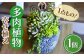 多肉植物 寄せ植え インテリア しょくぶつ たにく
