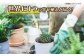 多肉植物 寄せ植え インテリア しょくぶつ たにく