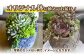 多肉植物 寄せ植え インテリア しょくぶつ たにく
