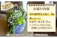 多肉植物 寄せ植え インテリア しょくぶつ たにく