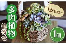 多肉 植物 籠寄せ カズラ かご 福岡 八女 観葉植物 多肉植物 インテリア 鉢植え 園芸用品 室内栽培 プレゼント ギフト 母の日 広川町 / plantsfunshopnatur [AFAT002]