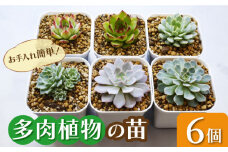 多肉 植物 苗 6個 セット 福岡 八女 観葉植物 多肉植物 はち インテリア 鉢植え 園芸用品 室内栽培 水やり 広川町 / plantsfunshopnatur [AFAT003]
