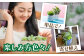 多肉植物の苗。6個。観葉植物 インテリア