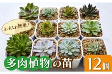 多肉 植物 苗 12個 セット 福岡 八女 観葉植物 多肉植物 はち インテリア 鉢植え 園芸用品 室内栽培 水やり 広川町 / plantsfunshopnatur [AFAT005]