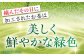 お茶 緑茶 ティーバッグ 八女茶 人気