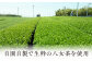 お茶 緑茶 八女茶 グラノーラ プレゼント