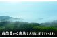 八女茶 計500g お茶 緑茶 煎茶