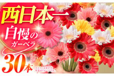 広川自慢の元気なガーベラ30本 ラッピング有 カラーおまかせ 花束 花 はな フラワー ギフト お祝い 冷蔵 広川町 / JAふくおか八女農産物直売所どろや [AFAB016]