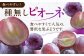 ぴおーね4房。ぶどう 葡萄 ブドウ