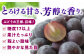 巨峰 ぶどう ブドウ 葡萄 果物 フルーツ