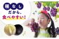 巨峰 ぶどう ブドウ 葡萄 果物 フルーツ