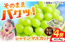 【★先行予約★　2025年8月下旬以降発送】シャインマスカット 約1.4kg 産地直送 ますかっと シャインマスカット しゃいんますかっと 果物 種なし 皮ごと 広川町 / JAふくおか八女農産物直売所どろや [AFAB007]