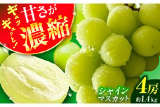 【★先行予約★　2025年8月下旬以降発送】シャインマスカット 約1.4kg 産地直送 ますかっと シャインマスカット しゃいんますかっと 果物 種なし 皮ごと 広川町 / JAふくおか八女農産物直売所どろや [AFAB007]