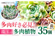 多肉植物 苗 35個セット 福岡 八女 広川  観葉植物 植物 はち インテリア 鉢植え 園芸用品 室内栽培 水やり ガーデニング たにくしょくぶつ 広川町/plantsfunshopnatur [AFAT009]