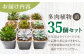 多肉植物 たにくしょくぶつ 苗 インテリア 35個 セット