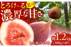 【★先行予約★ 2025年9月上旬より発送】とよみつひめ 約1.2kg（300g×4パック） いちじく 無花果 いちじく イチジク いちじく 旬 イチジク いちじく フルーツ いちじく 果物 いちじく イチジク いちじく 広川町 / JAふくおか八女農産物直売所どろや [AFAB067]