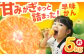 果物 早味かん フルーツ みかん ミカン 蜜柑