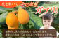 果物 びわ約250g  枇杷 ビワ  フルーツ 旬