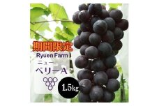 【2025年8月下旬から発送】ニューベリーA 1.5kg 冷蔵 ぶどう 巨峰 フルーツ 福岡県川崎町 竜円農園 先行予約 ぶどう 数量限定 ぶどう