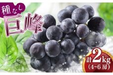  【2025年8月中旬発送】 種なし巨峰 ２kg 4～6房 冷蔵 ぶどう 巨峰 フルーツ 福岡県川崎町 太田農園 先行予約  数量限定
