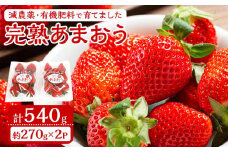 減農薬・有機肥料で育てた「完熟あまおう」２パック【2025年1月～3月発送】【いちご あまおう 完熟 あまおう 完熟 大任町産 ブランド フルーツ 果物 くだもの 食品 人気 おすすめ 福岡県 大任町 送料無料 E005】