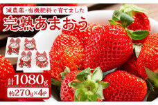 減農薬・有機肥料で育てた「完熟あまおう」4パック【2025年1月～3月発送】【いちご あまおう 完熟 あまおう 完熟 大任町産 ブランド フルーツ 果物 くだもの 食品 人気 おすすめ 福岡県 大任町 送料無料 E006】