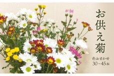 スプレー菊 花束（３０～４５本） Q2