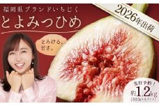 福岡県ブランド いちじく 「とよみつひめ」約1.2kg(約300ｇ×4パック) 3W2