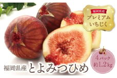 U20-01-01 【2025年発送】 ☆TVで紹介されました☆ とよみつひめイチジク4パック（約1.2kg）無花果 いちじく ※予約受付 フルーツ 人気 果物 くだもの おすすめ