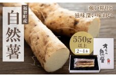 U19-02 【福智町産】オラの自然薯(カットもの 550g以上）じねんじょ とろろ 山芋 野菜 グルメ 取り寄せ ご当地 特産 産地 直送人気 オススメ