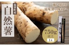 U19-01 【福智町産】オラの自然薯(1本もの 750g以上）じねんじょ とろろ 山芋 野菜 グルメ 取り寄せ ご当地 特産 産地 直送人気 オススメ