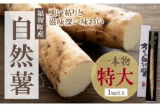 U19-03 オラの自然薯(特大・1本もの 1kg以上) じねんじょ とろろ 山芋 野菜 グルメ 取り寄せ ご当地 特産 産地 直送人気 オススメ